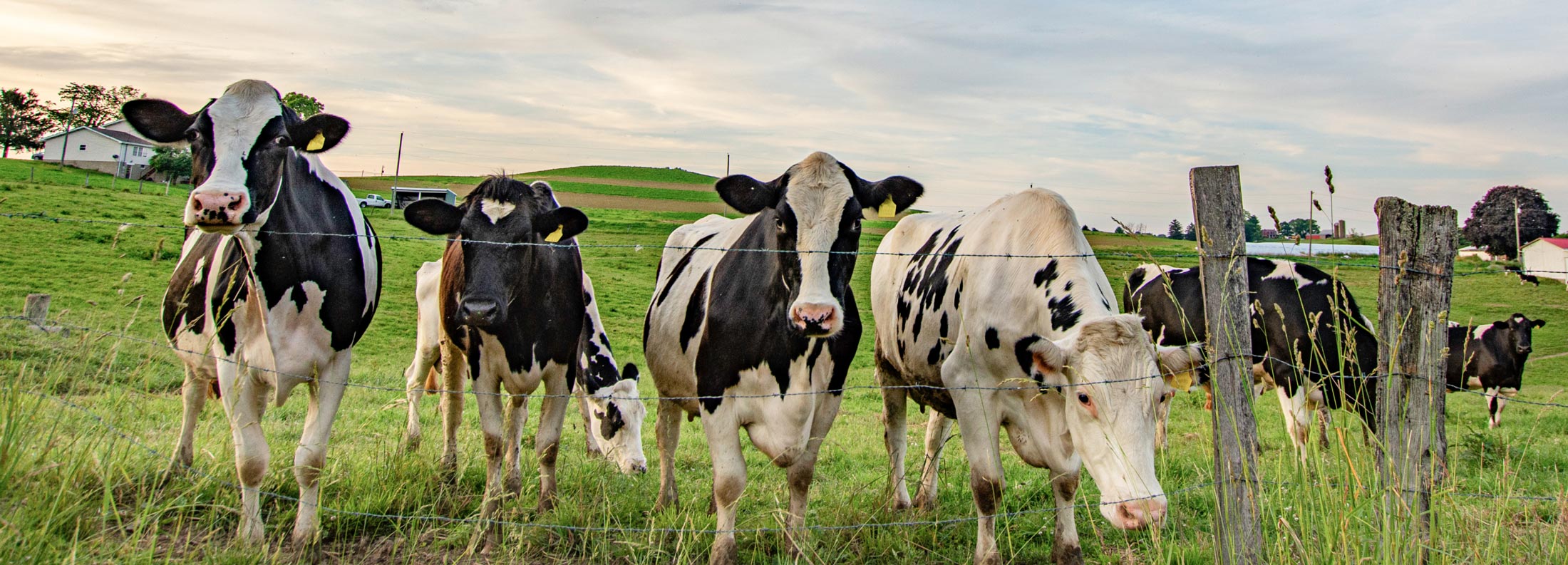 homepage-banner-cows